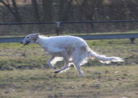 borzoi